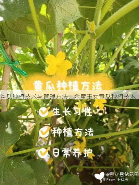 丝瓜种植技术与管理方法，金童玉女黄瓜种植技术第1张-蔬菜基地绿色种植产业带