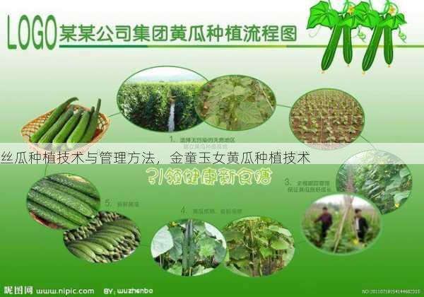 丝瓜种植技术与管理方法，金童玉女黄瓜种植技术第2张-蔬菜基地绿色种植产业带