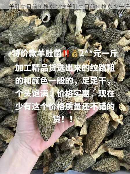 羊肚菌目前价格多少钱羊肚菌目前价格多少一斤第1张-蔬菜基地绿色种植产业带