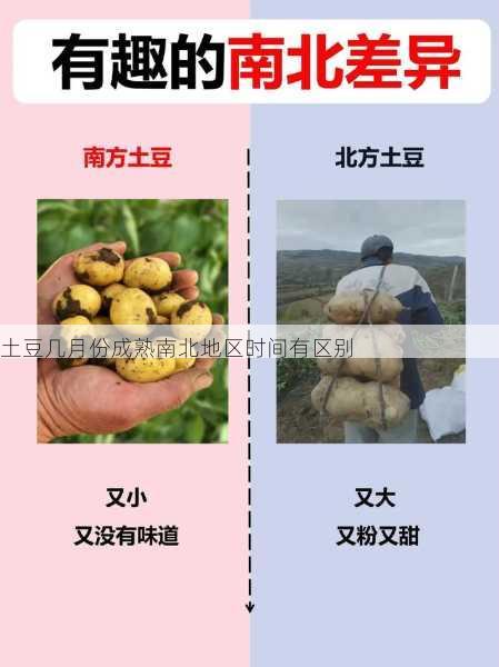 土豆几月份成熟南北地区时间有区别第1张-蔬菜基地绿色种植产业带