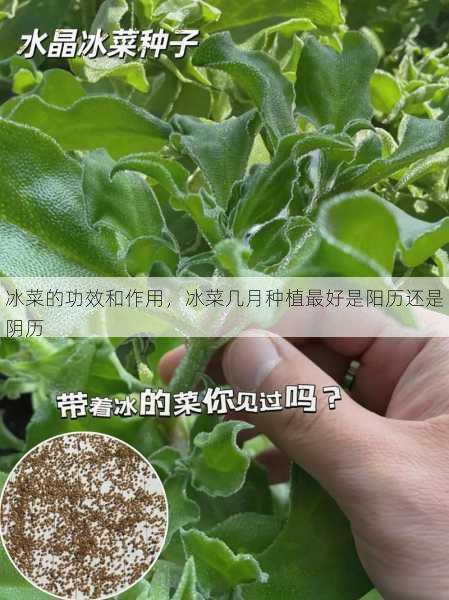 冰菜的功效和作用，冰菜几月种植最好是阳历还是阴历第2张-蔬菜基地绿色种植产业带