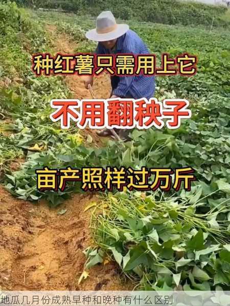 地瓜几月份成熟早种和晚种有什么区别第1张-蔬菜基地绿色种植产业带