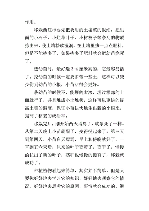 小番茄种植总结300字怎么写，小番茄种植方法和注意事项第1张-蔬菜基地绿色种植产业带