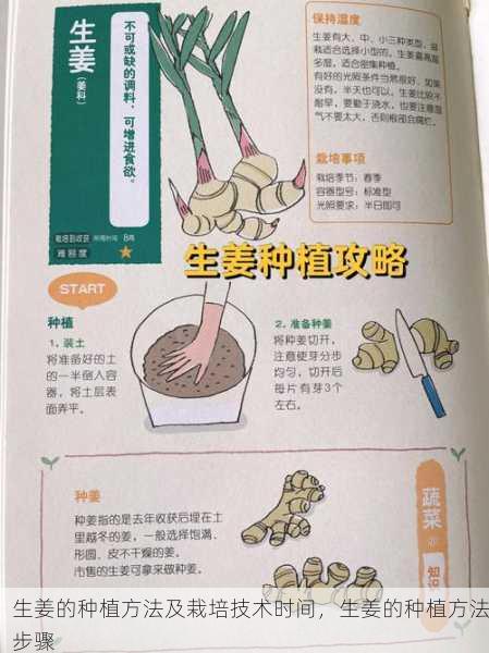 生姜的种植方法及栽培技术时间，生姜的种植方法步骤第2张-蔬菜基地绿色种植产业带