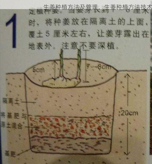 生姜种植方法及管理，生姜种植方法技术第2张-蔬菜基地绿色种植产业带