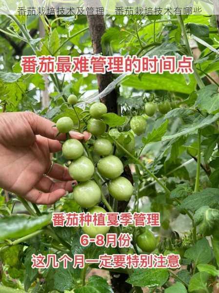 番茄栽培技术及管理，番茄栽培技术有哪些第2张-蔬菜基地绿色种植产业带