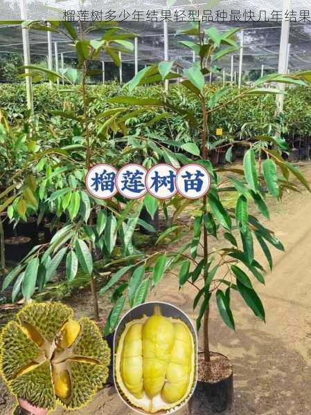 榴莲树多少年结果轻型品种最快几年结果第2张-蔬菜基地绿色种植产业带