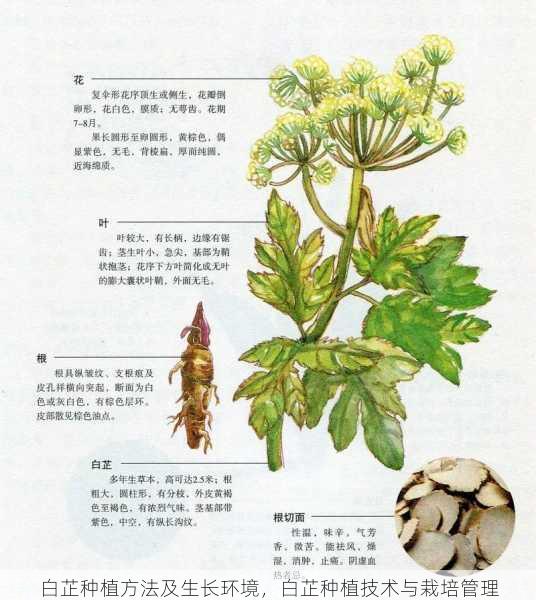 白芷种植方法及生长环境，白芷种植技术与栽培管理第1张-蔬菜基地绿色种植产业带