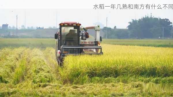 水稻一年几熟和南方有什么不同第1张-蔬菜基地绿色种植产业带