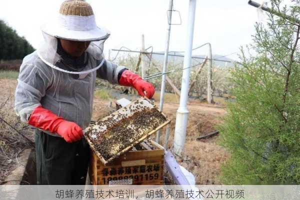 胡蜂养殖技术培训，胡蜂养殖技术公开视频第2张-蔬菜基地绿色种植产业带