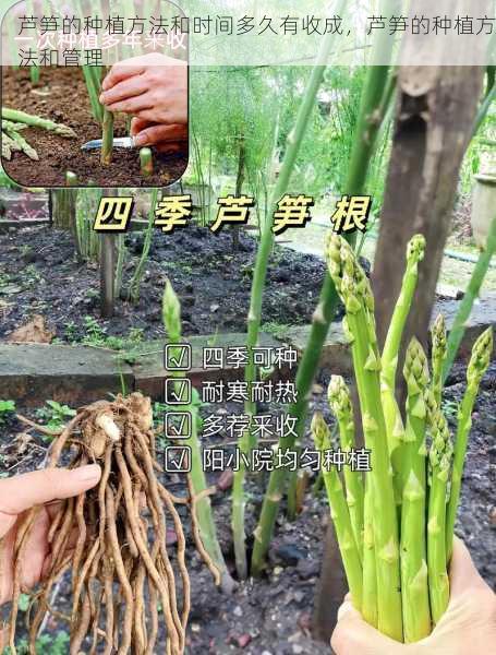 芦笋的种植方法和时间多久有收成，芦笋的种植方法和管理第1张-蔬菜基地绿色种植产业带