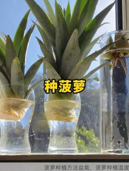 菠萝种植方法盆栽，菠萝种植温度第2张-蔬菜基地绿色种植产业带