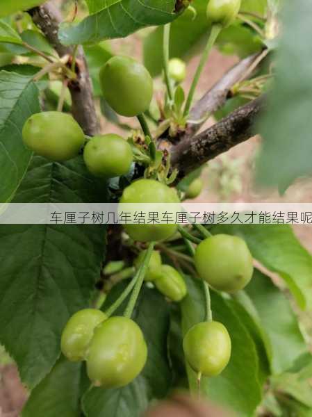 车厘子树几年结果车厘子树多久才能结果呢第2张-蔬菜基地绿色种植产业带