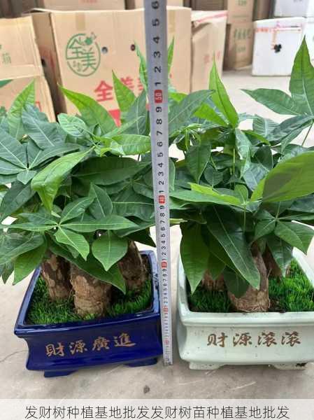 发财树种植基地批发发财树苗种植基地批发第2张-蔬菜基地绿色种植产业带