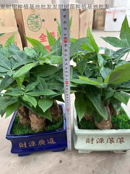 发财树种植基地批发发财树苗种植基地批发第1张-蔬菜基地绿色种植产业带