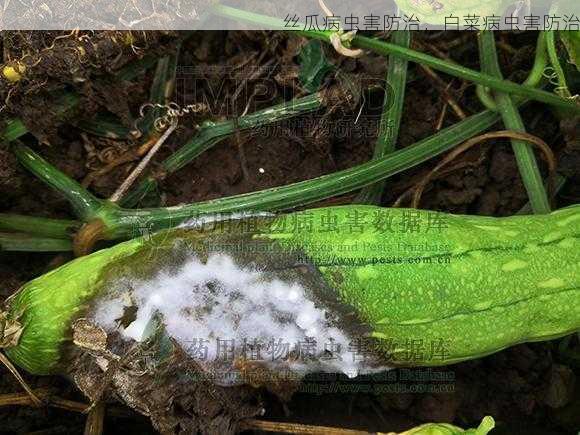 丝瓜病虫害防治，白菜病虫害防治第2张-蔬菜基地绿色种植产业带