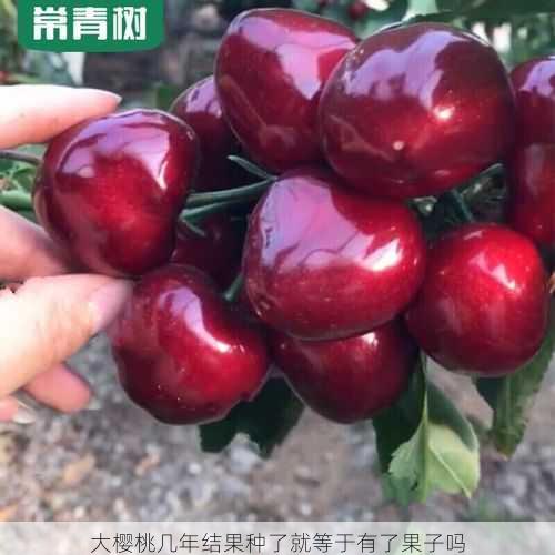 大樱桃几年结果种了就等于有了果子吗第1张-蔬菜基地绿色种植产业带