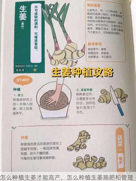 怎么种植生姜才能高产，怎么种植生姜施肥和管理第1张-蔬菜基地绿色种植产业带