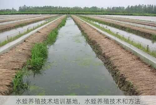 水蛭养殖技术培训基地，水蛭养殖技术和方法第2张-蔬菜基地绿色种植产业带