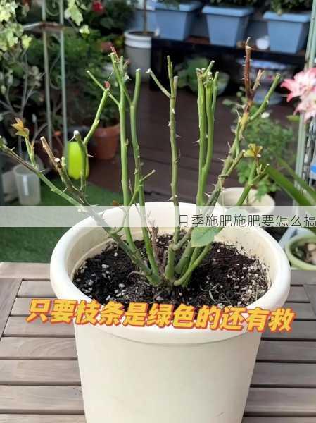 月季施肥施肥要怎么搞第1张-蔬菜基地绿色种植产业带