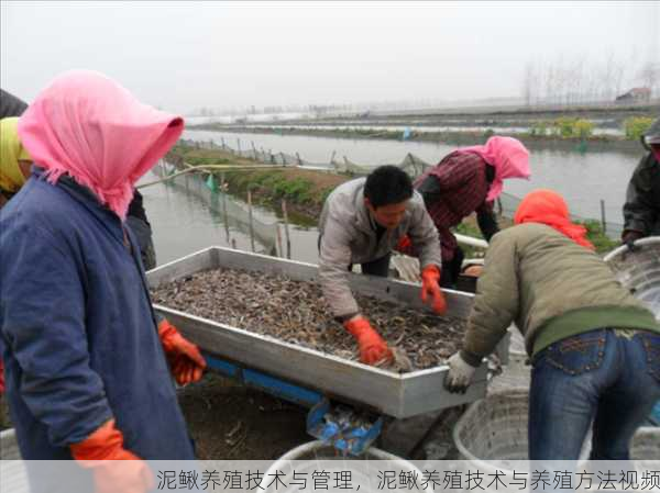 泥鳅养殖技术与管理，泥鳅养殖技术与养殖方法视频第1张-蔬菜基地绿色种植产业带