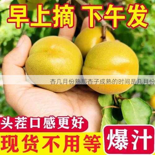 杏几月份熟那杏子成熟的时间是几月份第2张-蔬菜基地绿色种植产业带