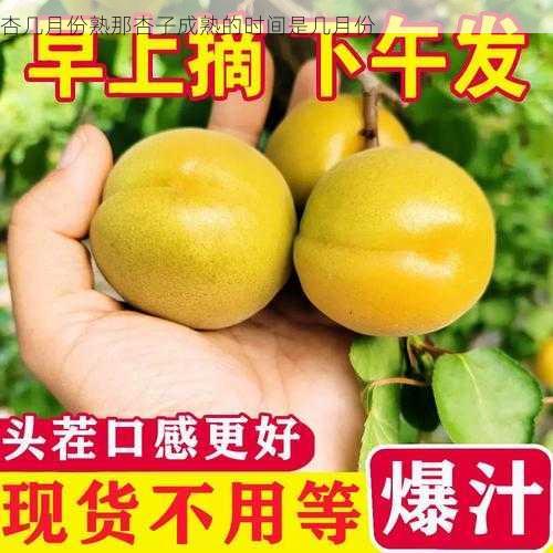 杏几月份熟那杏子成熟的时间是几月份第1张-蔬菜基地绿色种植产业带