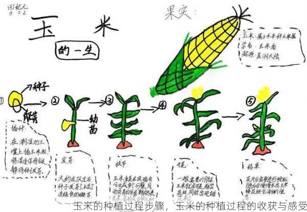 玉米的种植过程步骤，玉米的种植过程的收获与感受第1张-蔬菜基地绿色种植产业带