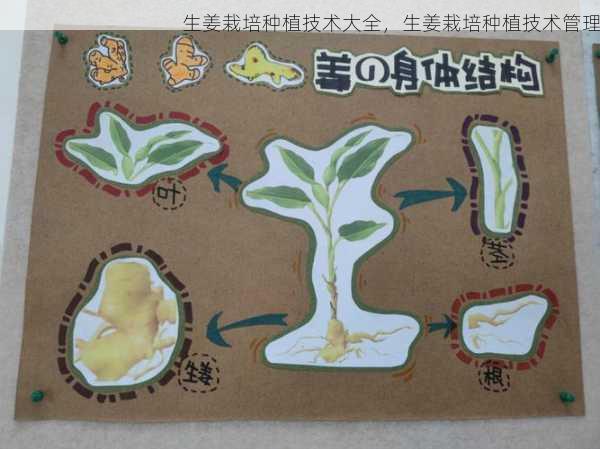 生姜栽培种植技术大全，生姜栽培种植技术管理第2张-蔬菜基地绿色种植产业带