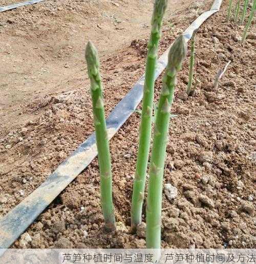 芦笋种植时间与温度，芦笋种植时间及方法第2张-蔬菜基地绿色种植产业带