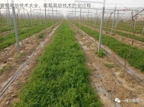 葡萄栽培技术大全，葡萄栽培技术的全过程第1张-蔬菜基地绿色种植产业带