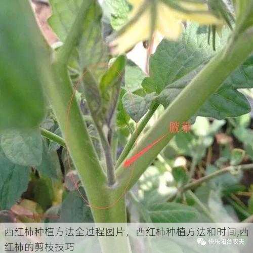 西红柿种植方法全过程图片，西红柿种植方法和时间,西红柿的剪枝技巧第2张-蔬菜基地绿色种植产业带