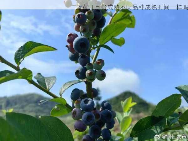 蓝莓几月份成熟不同品种成熟时间一样吗第1张-蔬菜基地绿色种植产业带