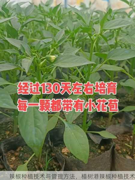 辣椒种植技术与管理方法，樟树港辣椒种植技术第2张-蔬菜基地绿色种植产业带