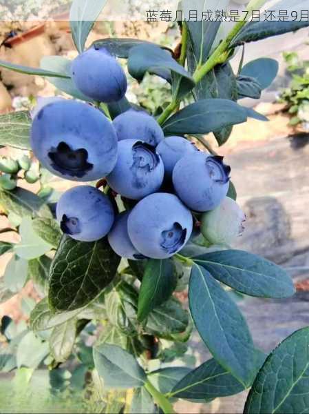 蓝莓几月成熟是7月还是9月第1张-蔬菜基地绿色种植产业带