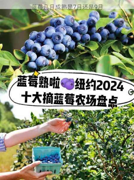 蓝莓几月成熟是7月还是9月第2张-蔬菜基地绿色种植产业带