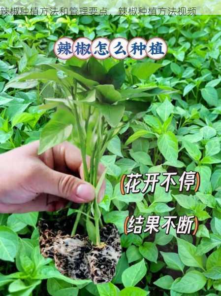 辣椒种植方法和管理要点，辣椒种植方法视频第1张-蔬菜基地绿色种植产业带