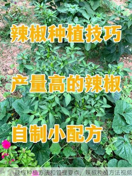 辣椒种植方法和管理要点，辣椒种植方法视频第2张-蔬菜基地绿色种植产业带