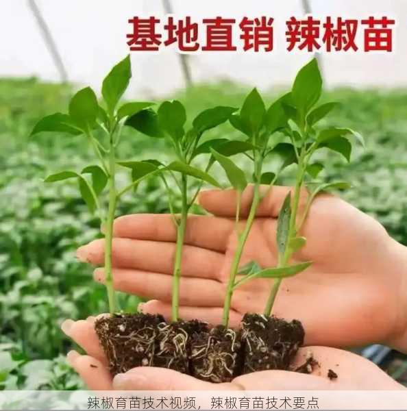 辣椒育苗技术视频，辣椒育苗技术要点第1张-蔬菜基地绿色种植产业带