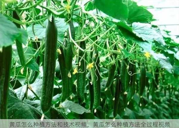 黄瓜怎么种植方法和技术视频，黄瓜怎么种植方法全过程视频第1张-蔬菜基地绿色种植产业带