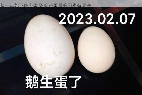 鹅一年能下多少蛋 影响产蛋量的因素有哪些第2张-蔬菜基地绿色种植产业带