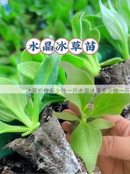 冰菜价格多少钱一斤水晶冰菜多少钱一斤第2张-蔬菜基地绿色种植产业带