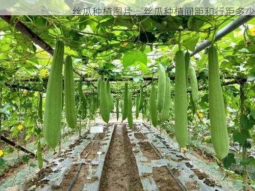 丝瓜种植图片，丝瓜种植间距和行距多少第2张-蔬菜基地绿色种植产业带