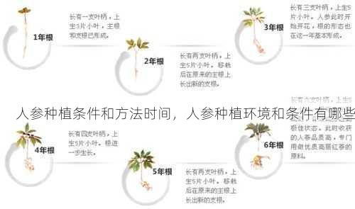 人参种植条件和方法时间，人参种植环境和条件有哪些第1张-蔬菜基地绿色种植产业带