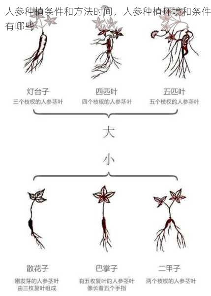 人参种植条件和方法时间，人参种植环境和条件有哪些第2张-蔬菜基地绿色种植产业带