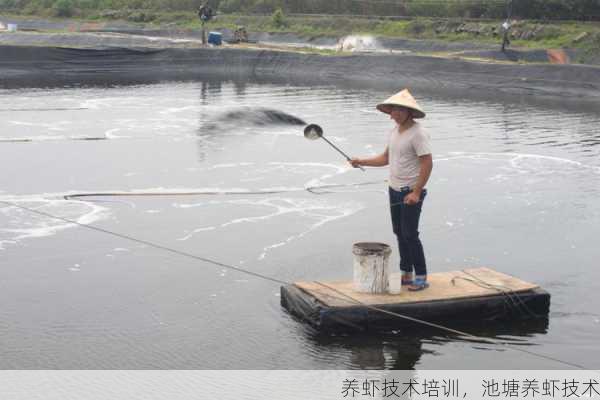 养虾技术培训，池塘养虾技术第2张-蔬菜基地绿色种植产业带