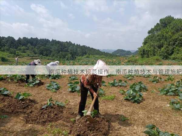 南瓜种植技术规范操作，南瓜种植技术与管理施肥第1张-蔬菜基地绿色种植产业带