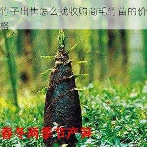 竹子出售怎么找收购商毛竹苗的价格第2张-蔬菜基地绿色种植产业带