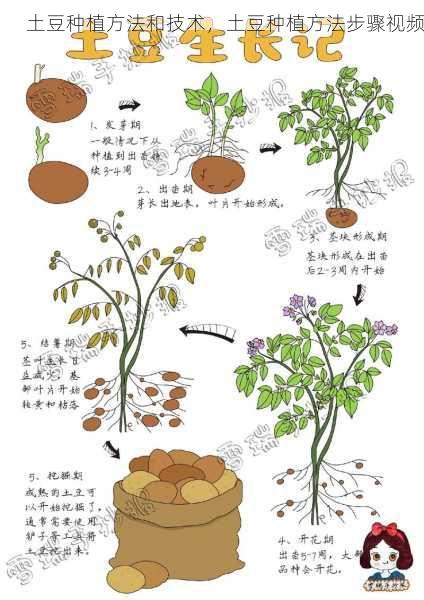 土豆种植方法和技术，土豆种植方法步骤视频第1张-蔬菜基地绿色种植产业带