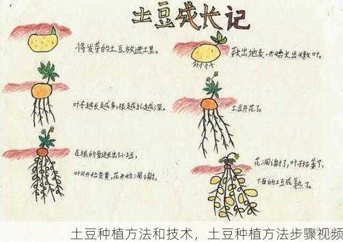 土豆种植方法和技术，土豆种植方法步骤视频第2张-蔬菜基地绿色种植产业带